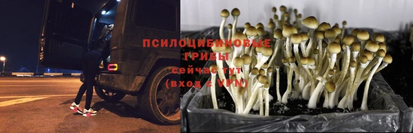 кокаин Белокуриха